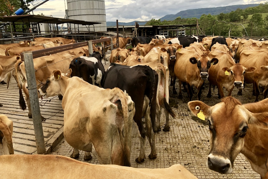 Cows in the yard by the dairy.