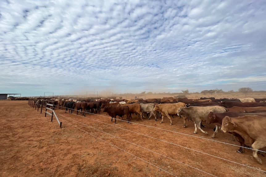 A large mob of cattle walking in a laneway towards a set of cattle yards