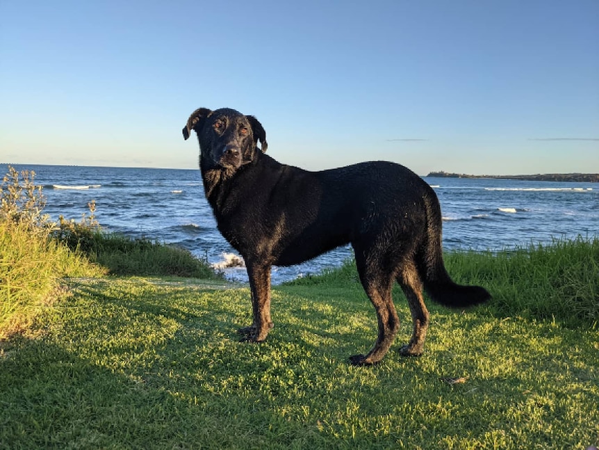 A black dog stands on some grass next to the ocean