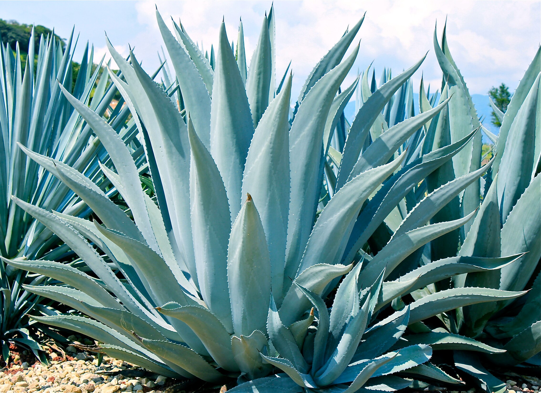 Close up shot of agave plant