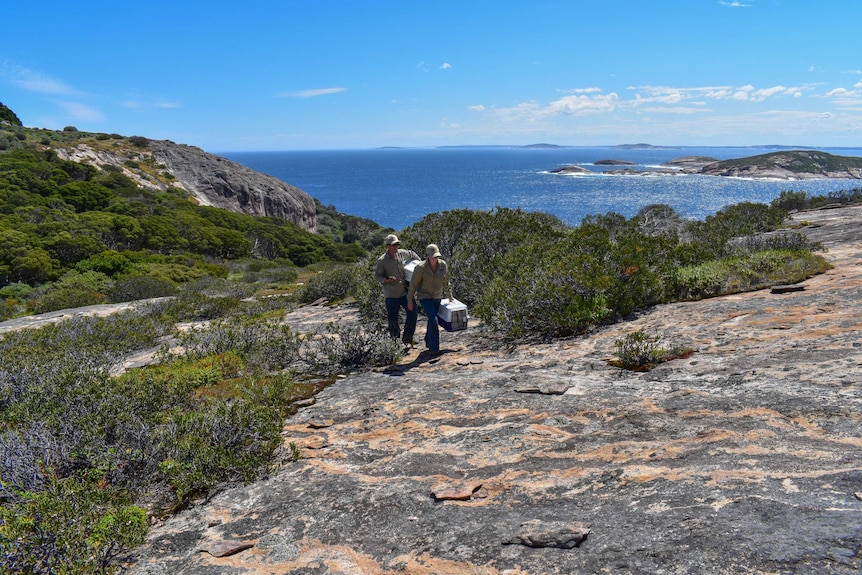 Scientists carrying cages with the 35 Dibblers that were relased on Gunton Island near Esperance.