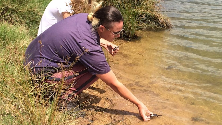 Researchers releasing a juvenile eastern long-necked turtle into the Hawkesbury River, west of Sydney.