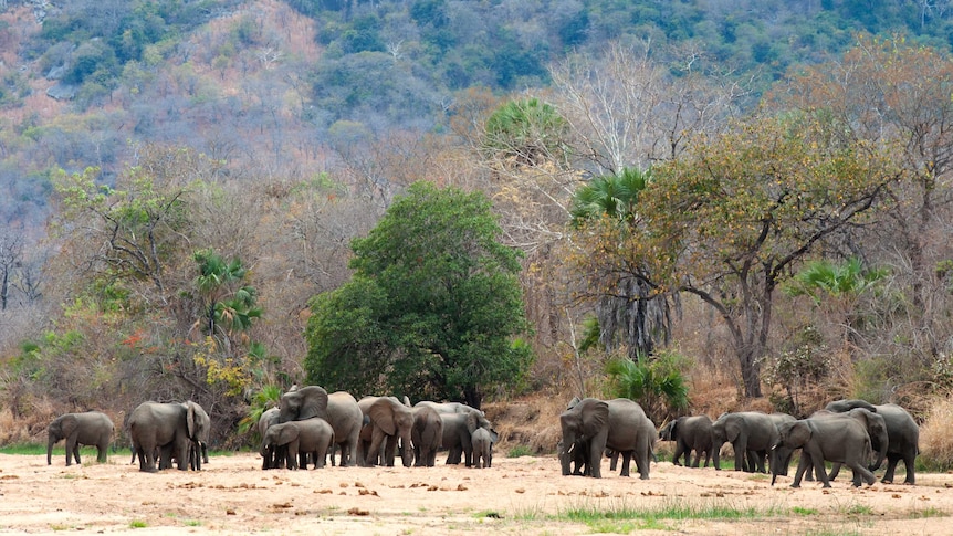 Elephants drink water at a watering hole near Mbamba Village, in the Niassa game reserve.