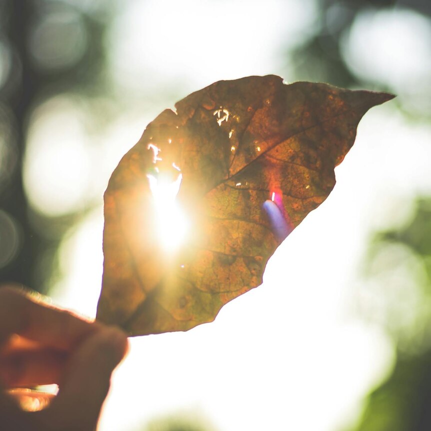 Hand holding up a brown leaf with holes in it to allow the sun to shine through the holes