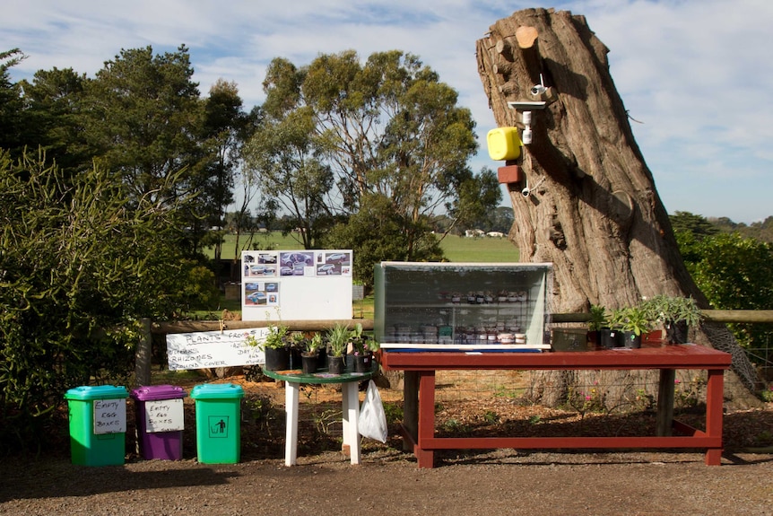 A roadside stall with a security camera mounted on a tree trunk and pictures of people who haven't paid.