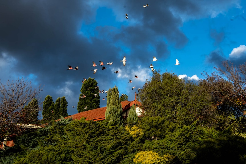 A group of galahs flying against a bright blue sky.