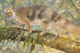 An artist's drawing of the prehistoric marsupial on a tree.