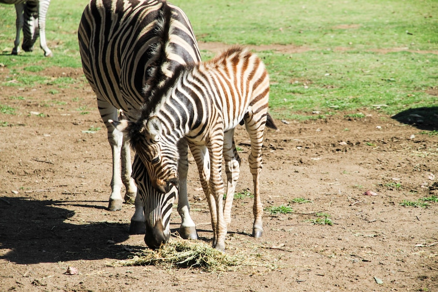 A baby zebra rubs up against an adult zebra while feeding.