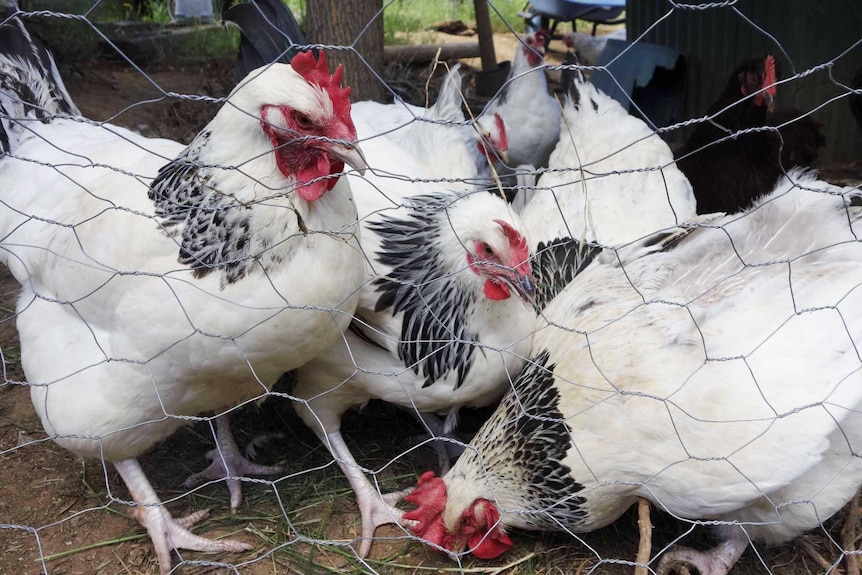 Coronation Sussex chickens