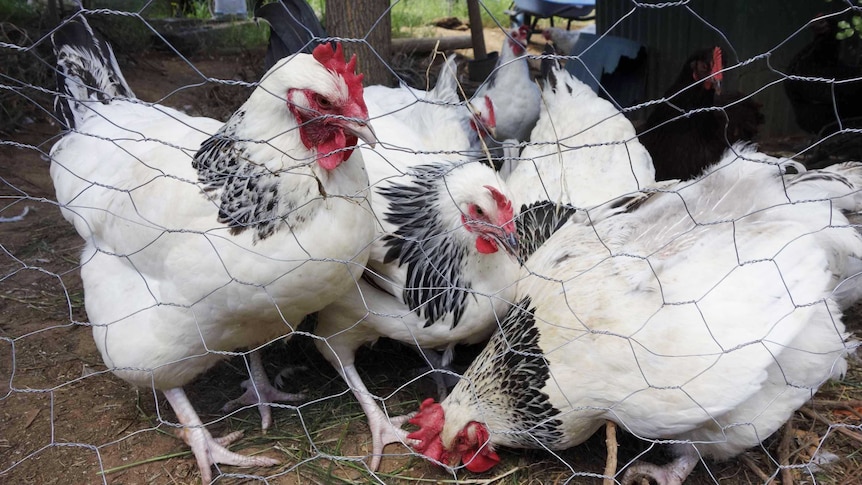 Coronation Sussex chickens in a backyard pen in Canberra.
