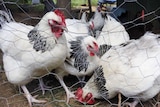 Coronation Sussex chickens