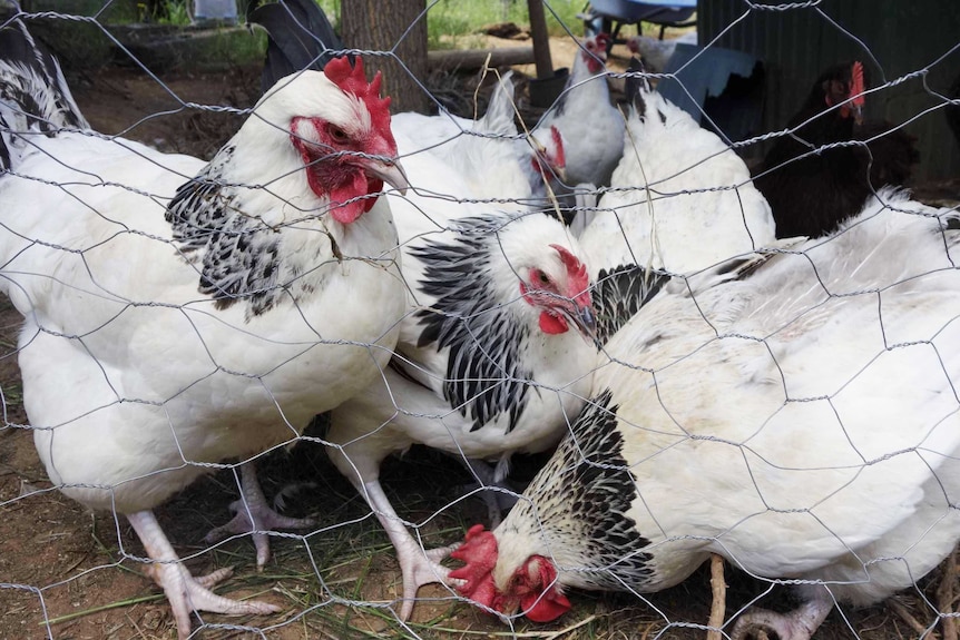 Coronation Sussex chickens in a backyard pen in Canberra.