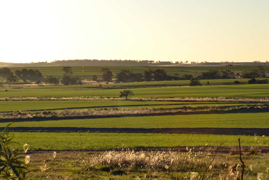 A view over the Southern Downs near Millwood