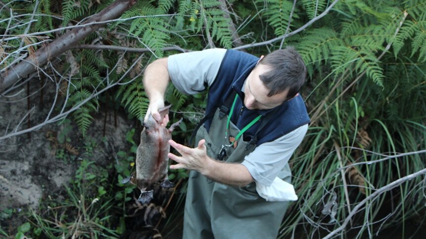 A wildlife ecologist in waders standing in a river holding a platypus