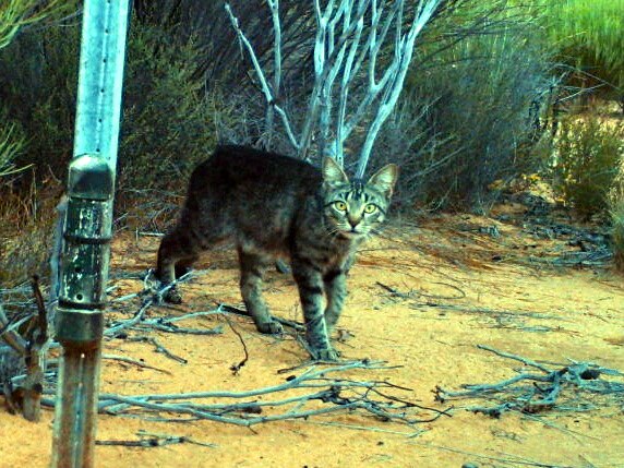 Feral cats - introduced killing machines eating their way through ...