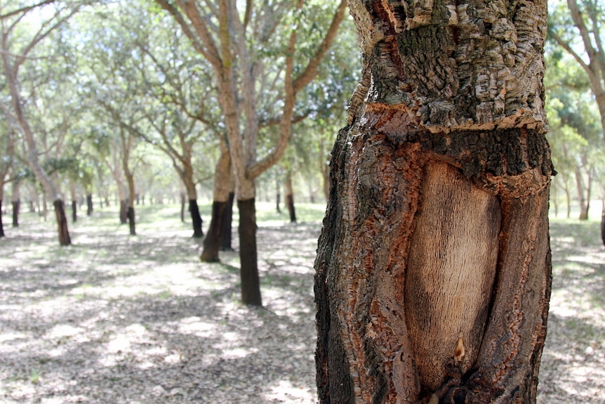 Cork oak tree in the forest