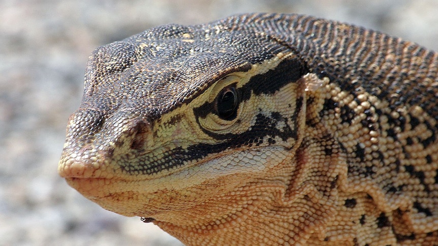 Goanna in Western Australia