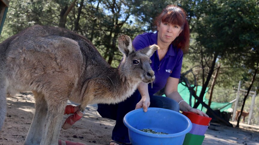 A woman feeds a kangaroo with bandages on her feet and front paws.