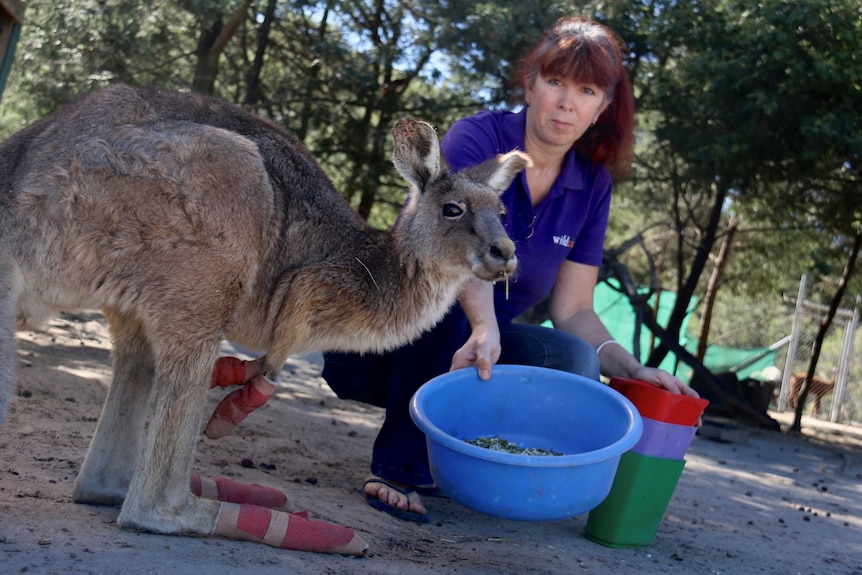 A woman feeds a kangaroo with bandages on her feet and front paws.