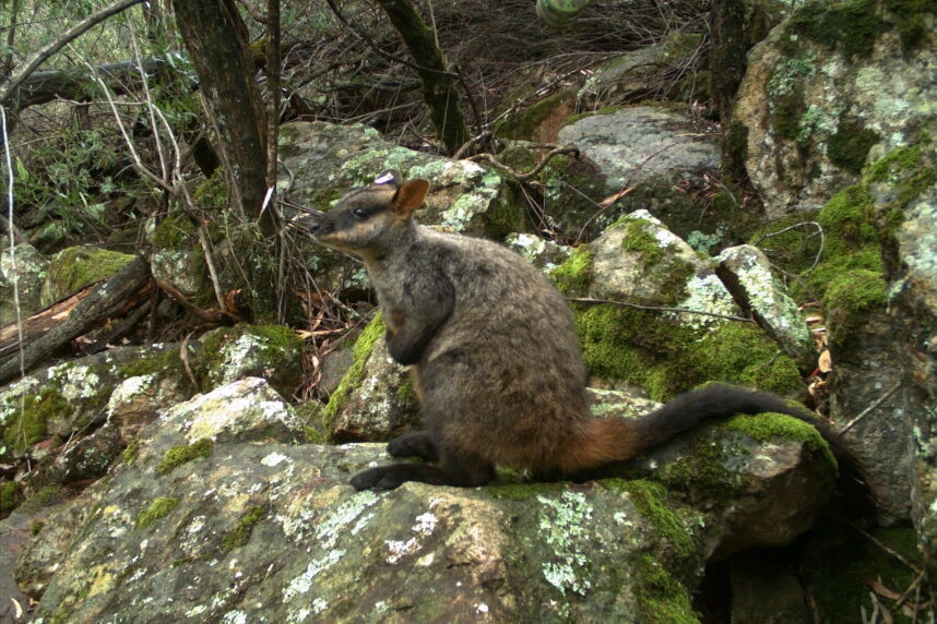 Wallabies on wallaby monitoring cameras Supplied DEECA 1