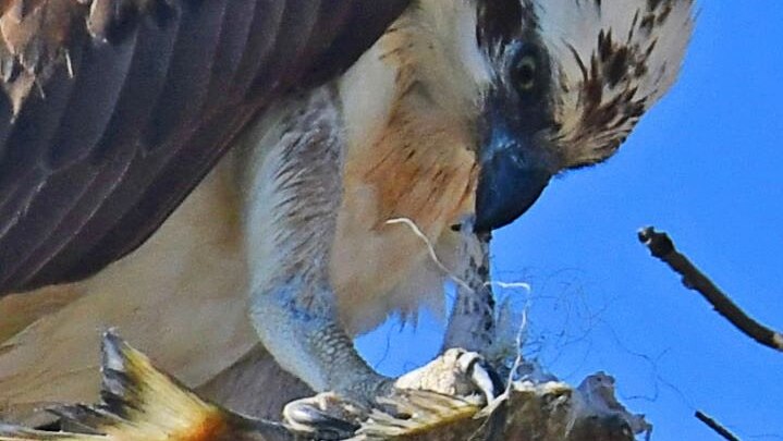 A male osprey with fishing line tangled around its talon