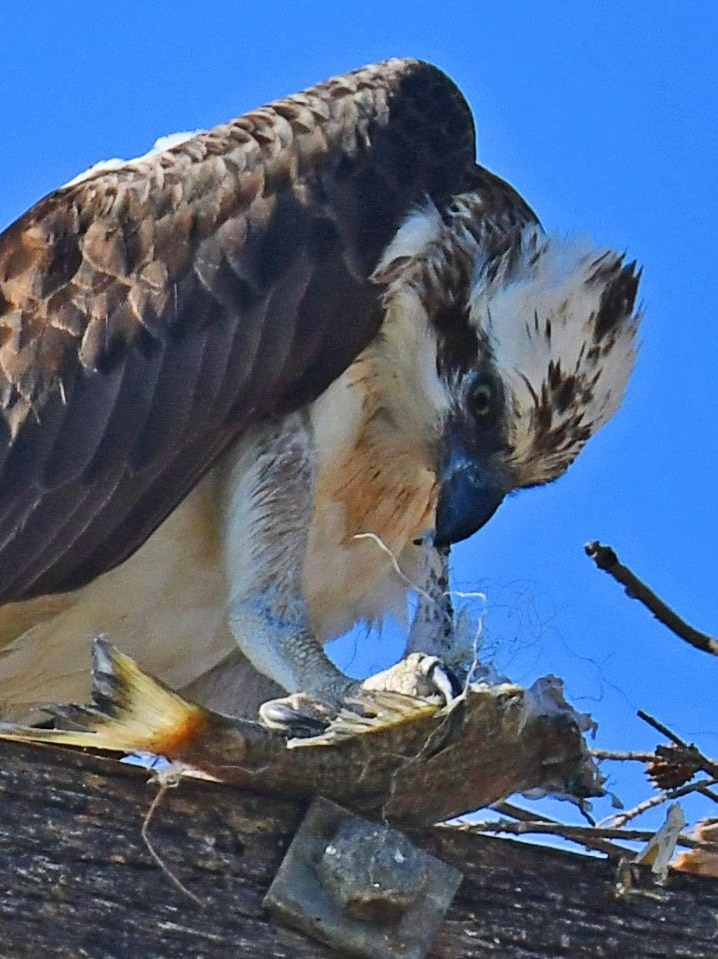 A male osprey with fishing line tangled around its talon