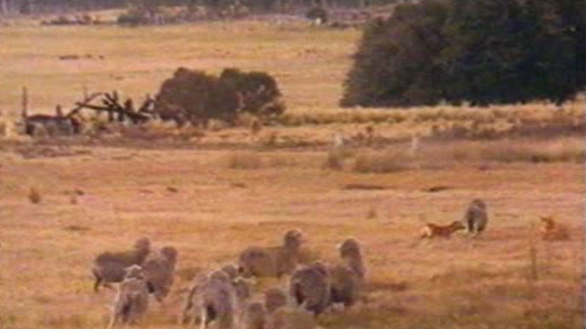 Two wild dogs attack sheep in pasture land