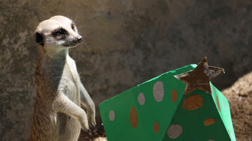 A meerkat with a Christmas parcel.