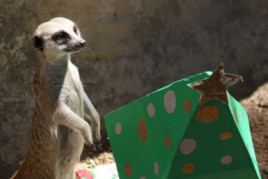 A meerkat with a Christmas parcel.