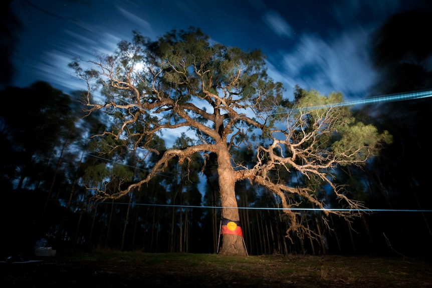 A towering tree with branches that fan out. The bark down the trunk is very wavy. An Indigenous flag is wrapped around the base