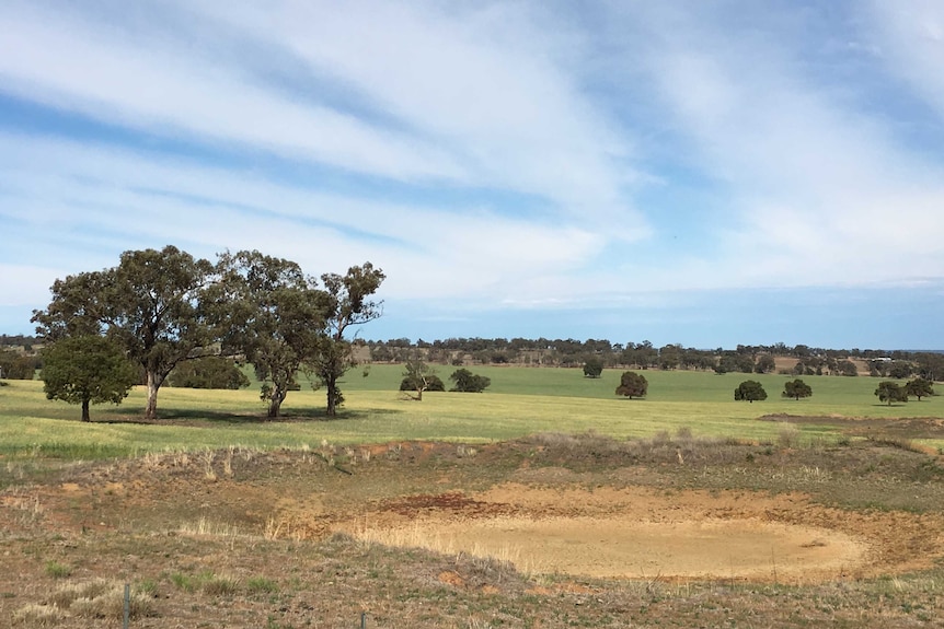 A dry dam in a paddock at Parkes NSW during what's being called a green drought
