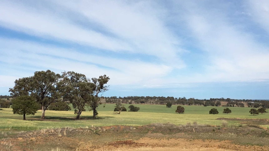 A dry dam in a paddock at Parkes NSW during what's being called a green drought