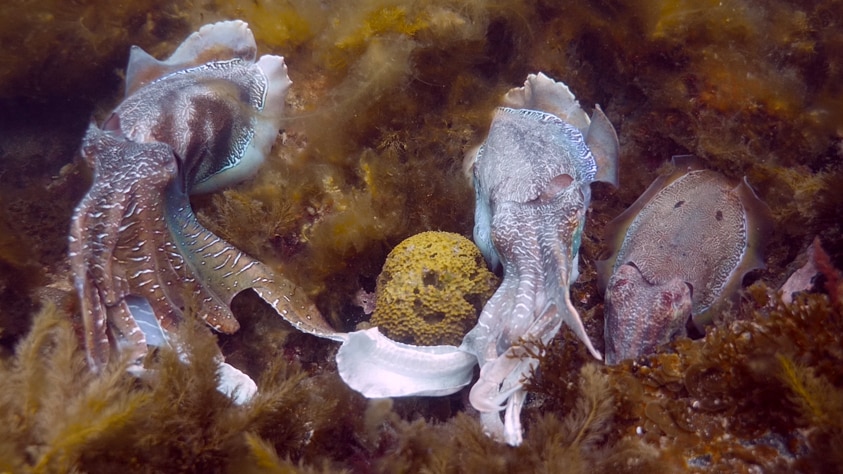 Males cuttlefish flash zebra stripes at each other.