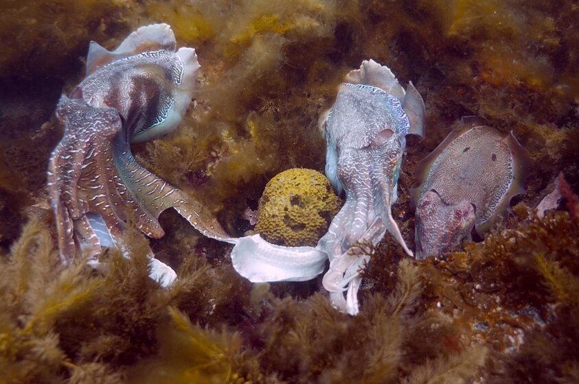 Males cuttlefish flash zebra stripes at each other.
