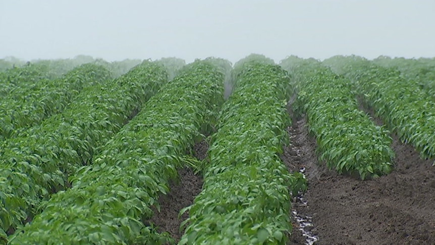 Potato crops in heavy rain in North Scottsdale