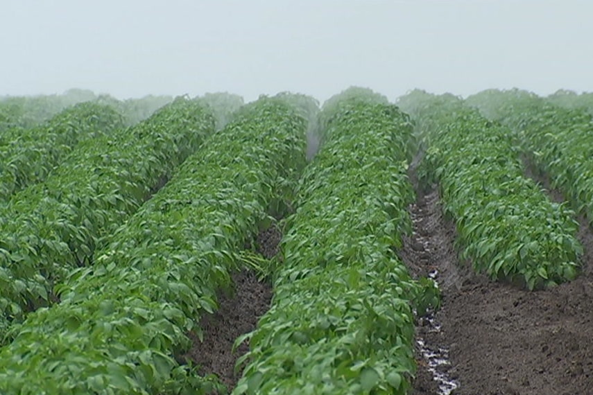 Potato crops in heavy rain in North Scottsdale