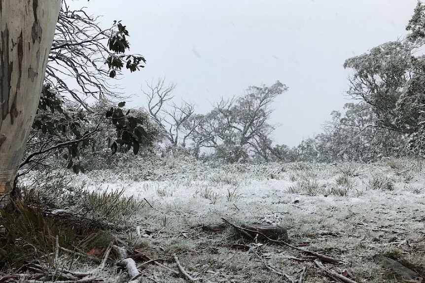 Trees and grass are all covered in snow.