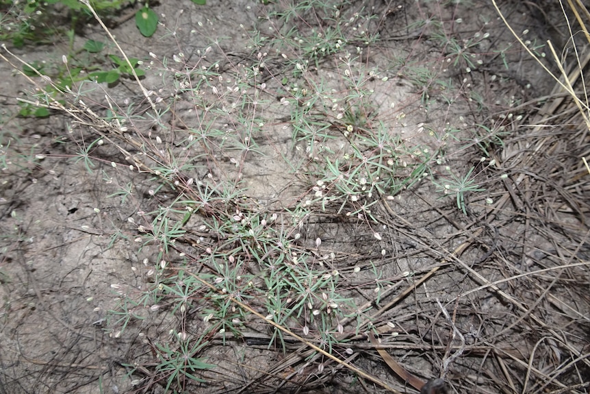 A close up shot of a few chickweed plants on the semi-arid ground