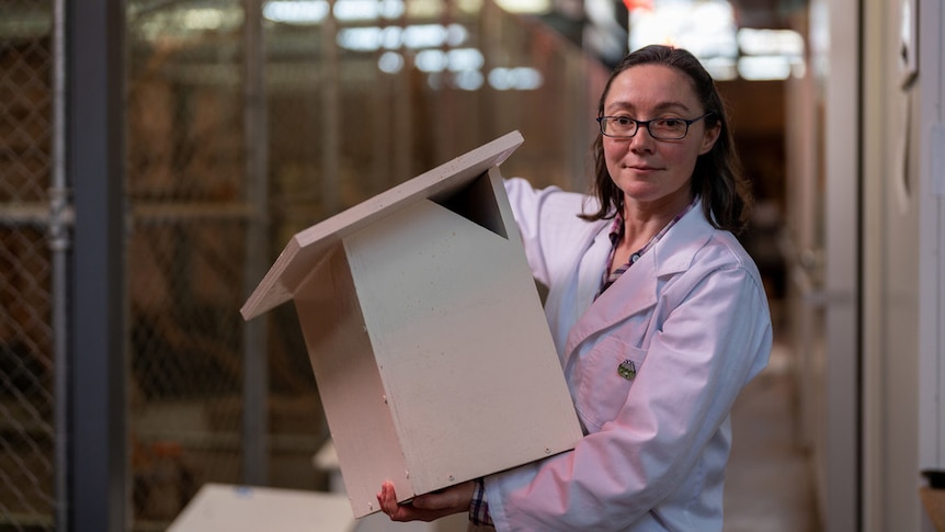 A woman in a lab coat, holds a large nesting box made of reflective material.