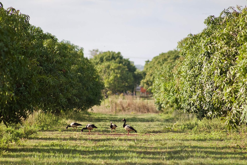 A photo of some magpie geese in a mango orchard.