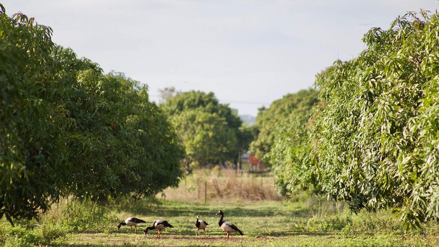 A photo of some magpie geese in a mango orchard.