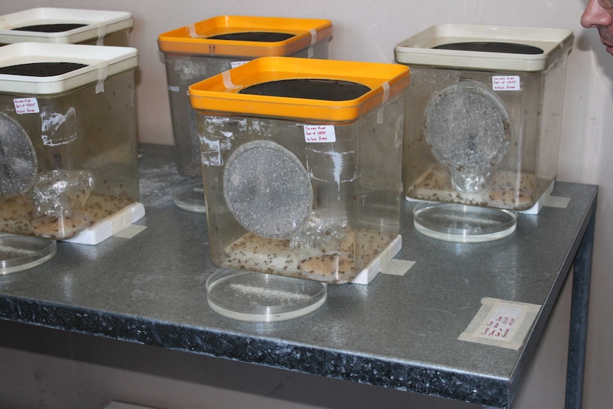 Fruit flies in containers in a research lab.