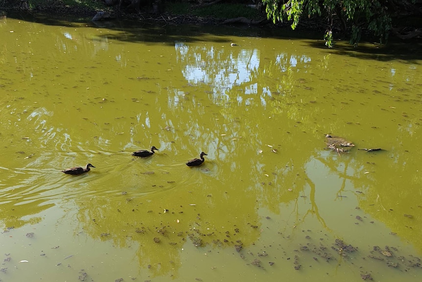 Three ducks float through algae along a sickly-green river