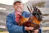 An older man holding a rooster