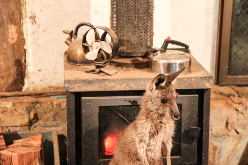 a kangaroo stands by the fire