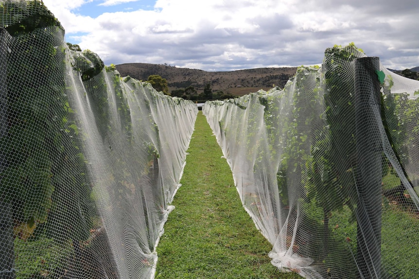 Vineyards at Tasmania's Coal River Valley