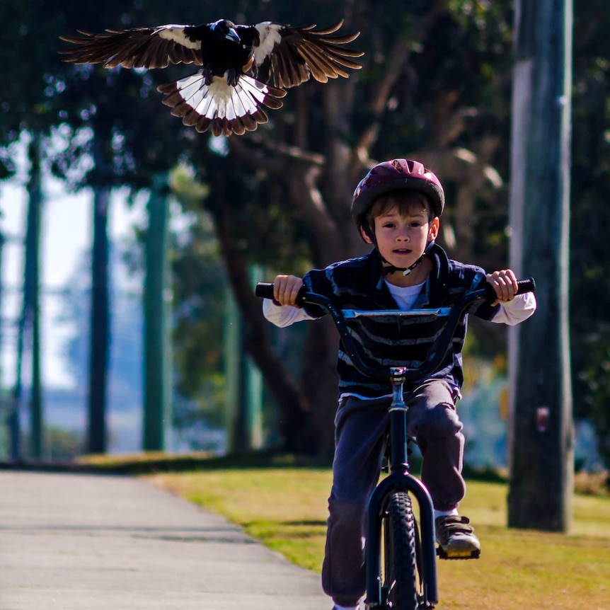 Magpie swoops child who is riding a bike