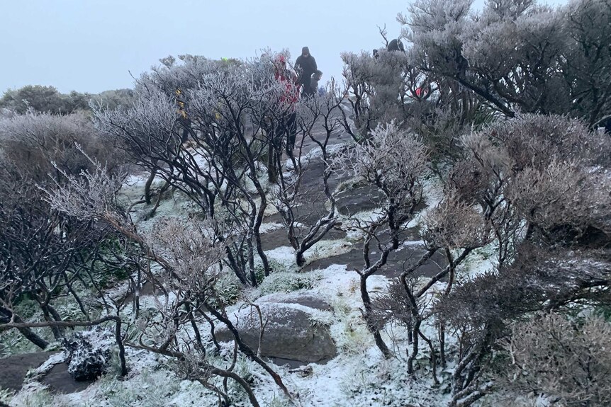 Trees covered in ice and snow lies on the ground on the peak. People in the background.