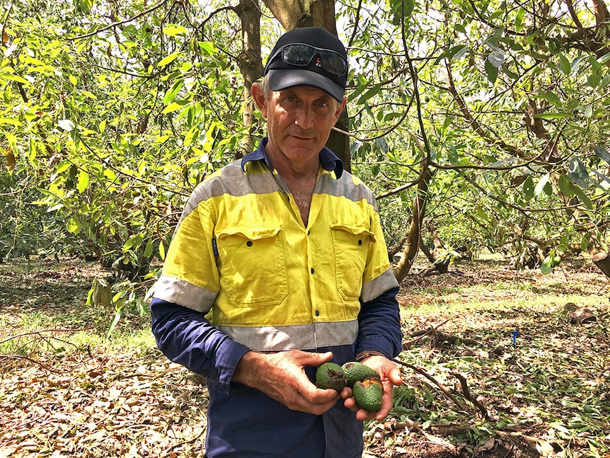 Colin Foyster holds damaged avocado fruit.