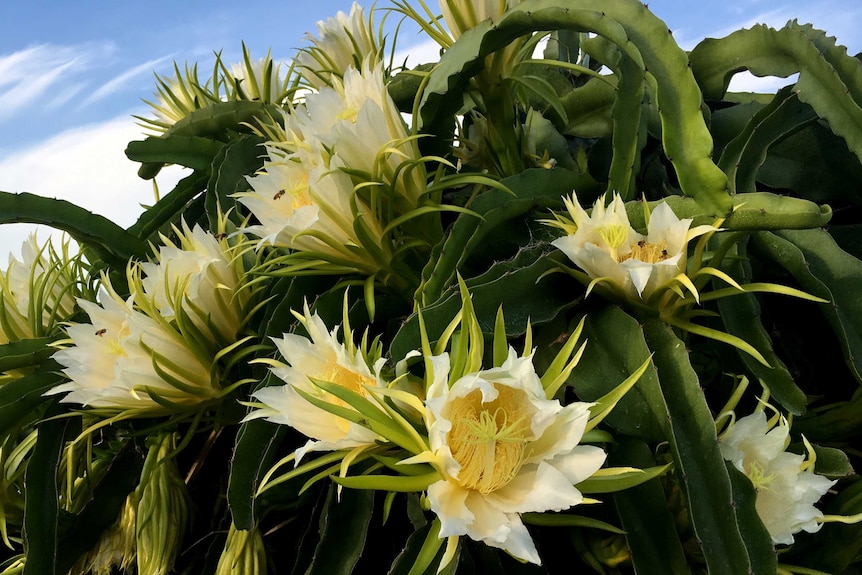 Several white flowers on a cactus-like plant